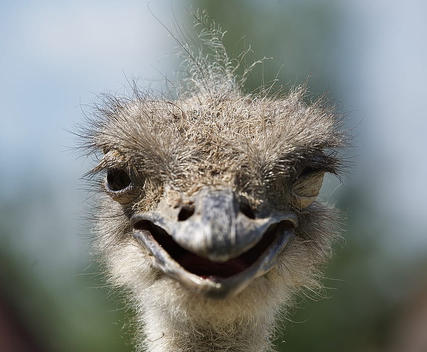 Brown ostrich head in close up graphy – Ostrich on Unsplash, Funny Ostrich  HD wallpaper | Pxfuel