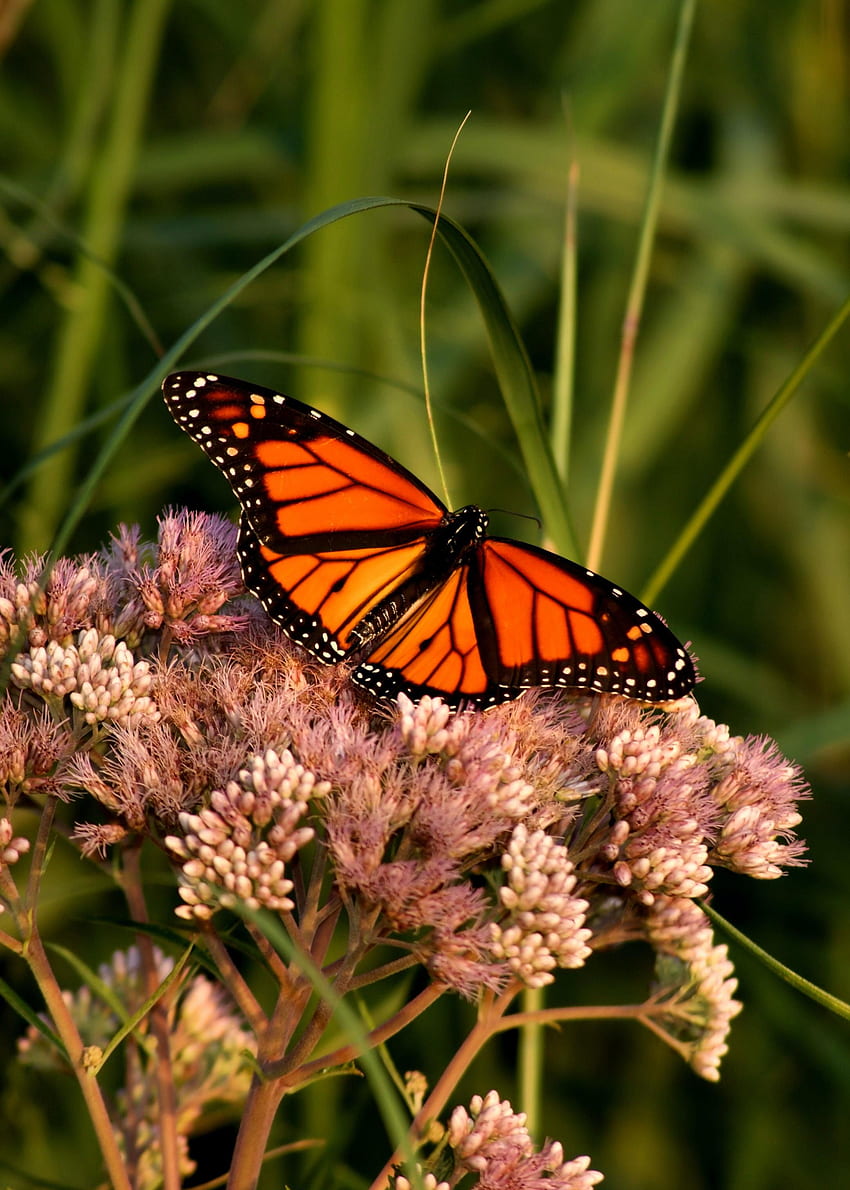 Tiere, Blume, Makro, Muster, Schmetterling, Flügel, Monarchfalter, Schmetterlingsmonarch HD-Handy-Hintergrundbild