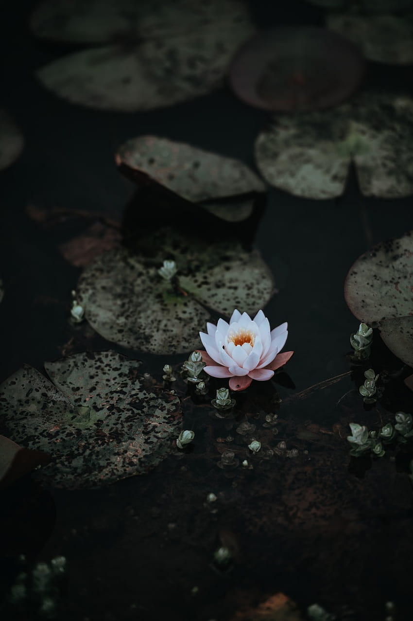 Lotus, schwarze Lotusblume HD-Handy-Hintergrundbild