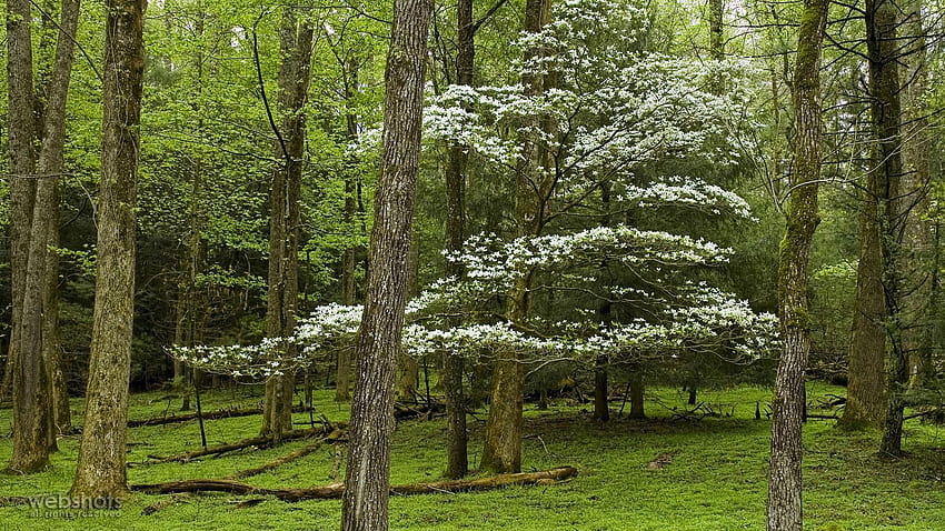 도그우드 트리 케이즈 코브 그레이트 스모키. 숲, 아름다운 숲, 층층 나무 HD 월페이퍼