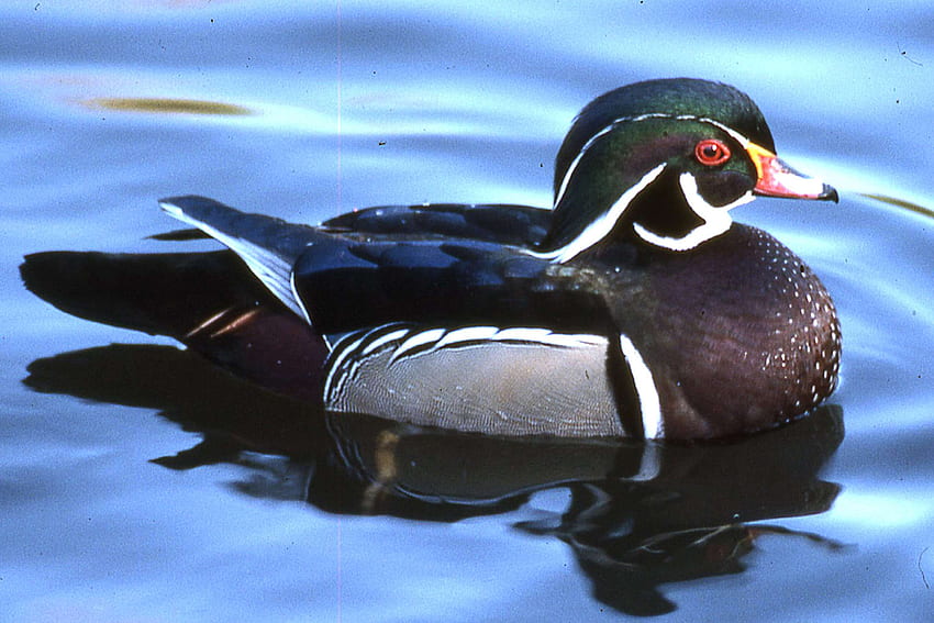 birds water duck wood duck and background HD wallpaper