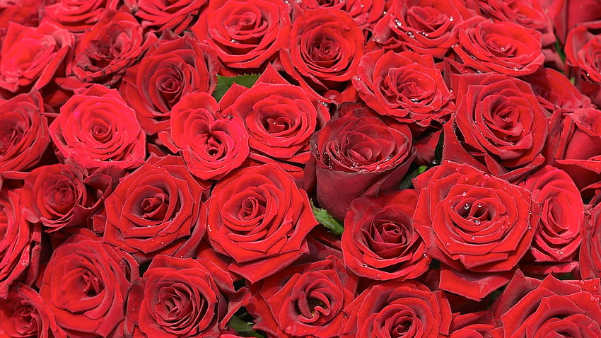 Brillante Farben, Schöne Blumen - Kırmızı Gül Çiçeği Demeti - HD duvar kağıdı