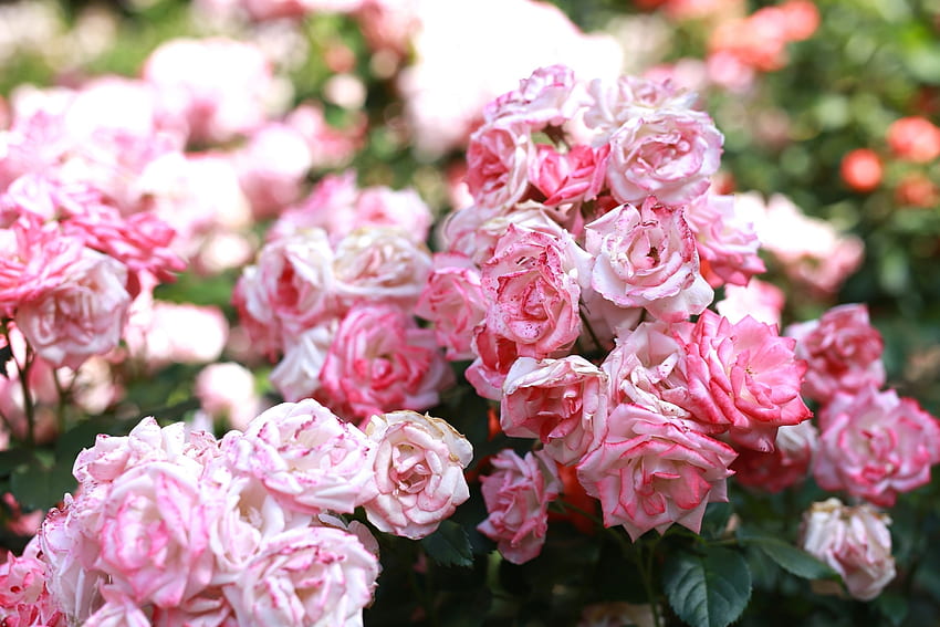 ดอกไม้ ดอกกุหลาบ สีชมพู บาน ดอกตูม วอลล์เปเปอร์ HD