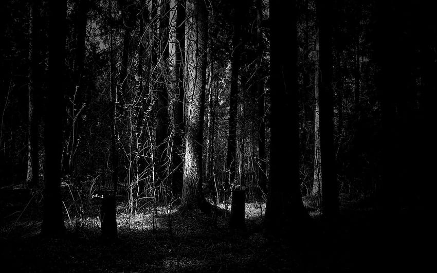 Dark Forest, Deep Forest Road HD wallpaper