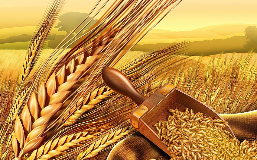 小麦 。 小麦、小麦の木の背景と小麦の背景、小麦の収穫 高画質の壁紙