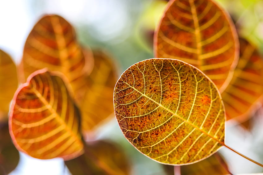 Есен, листа, макро, размазване, гладко HD тапет