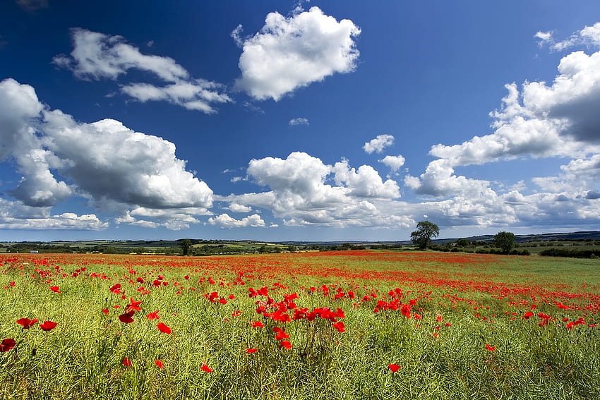 Poppy View, blue, poppies, field, red, clouds, sky HD wallpaper