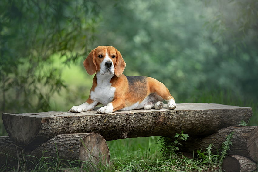Cut Beagle, Beagle, Dog, Forest, Log HD wallpaper