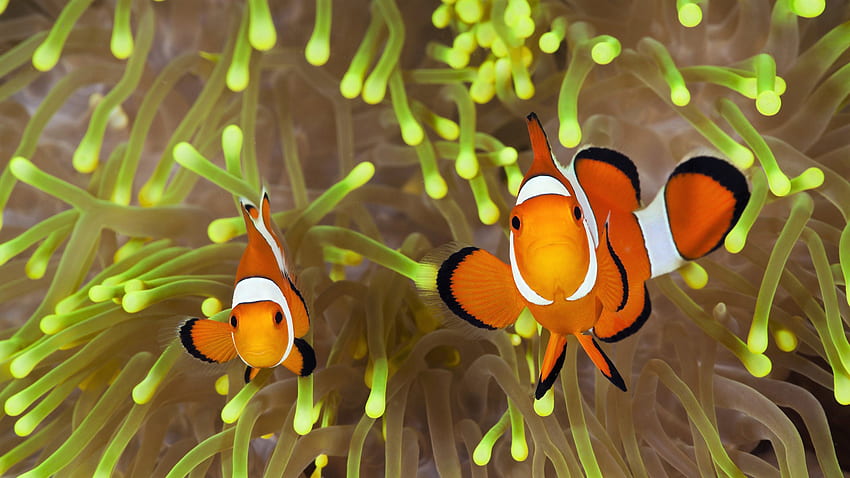 Pez payaso, arrecifes de coral, naranja, negro, blanco, pez payaso submarino fondo de pantalla