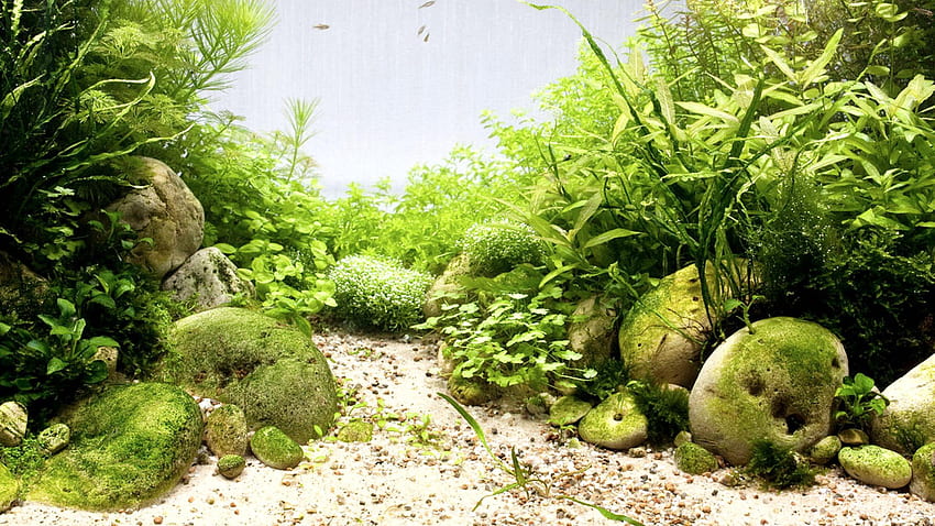 Aquarium / und Mobile &, Süßwasseraquarium HD-Hintergrundbild