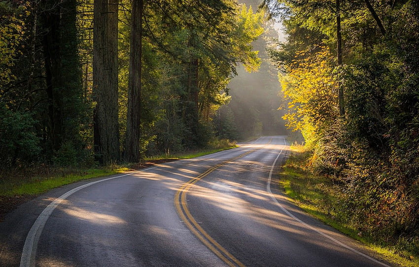 route, automne, forêt, arbres, CA, Californie, Sonoma County, Bohemian Highway, SONOMA pour , section пейзажи Fond d'écran HD