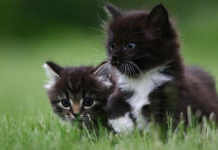 Out in the Big World...., cats, cute, black kitties, in a backyard HD wallpaper