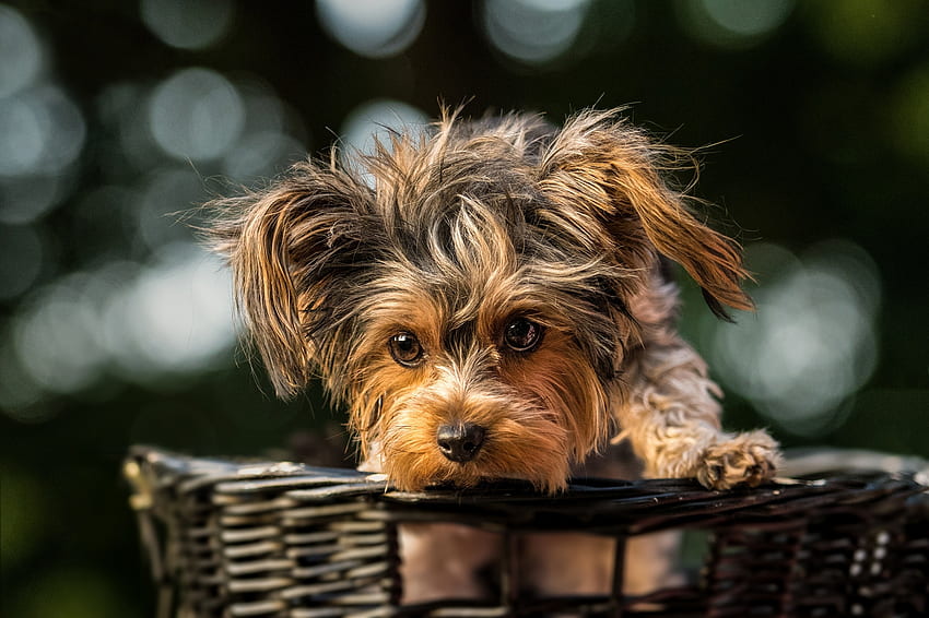 Yorkshire Terrier, animal, dog, basket, puppy, yorkshire trrier, cute, caine HD wallpaper
