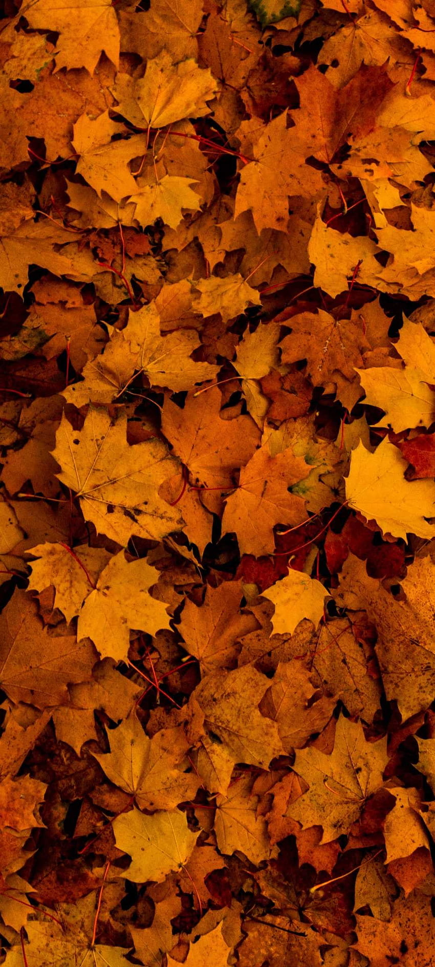 Fall Leaves Background Photos, Download The BEST Free Fall Leaves  Background Stock Photos & HD Images