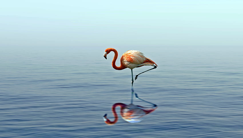 Animais, Água, Flamingo, Lago, Reflexão, Pássaro papel de parede HD