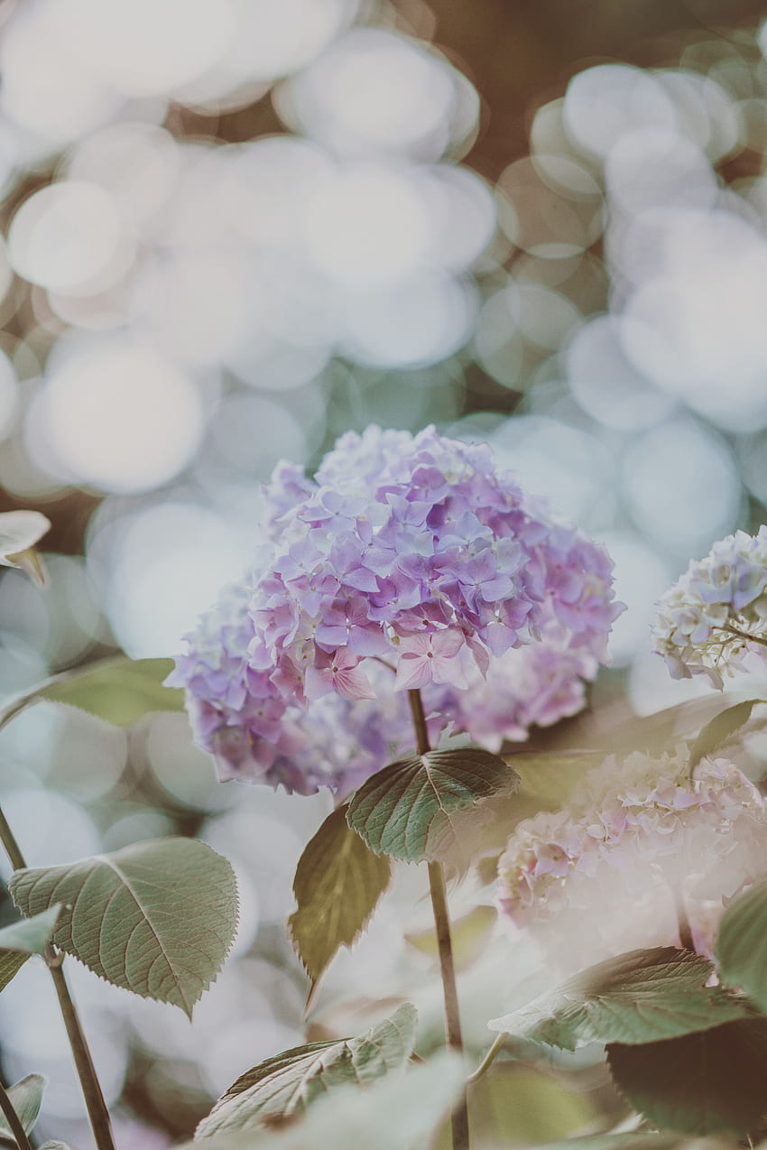 Blumen, Blendung, Unschärfe, glatt, Hortensie, Blütenstände, Blütenstand HD-Handy-Hintergrundbild