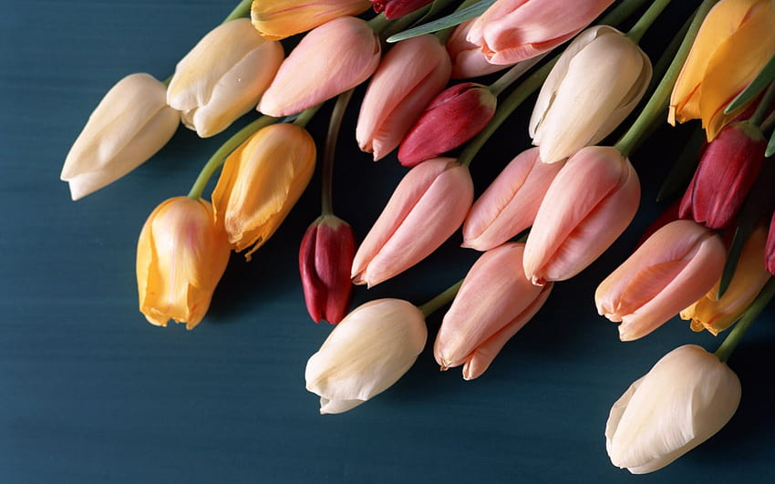 Tulips, white, buds, peach, yellow, red, flowers HD wallpaper