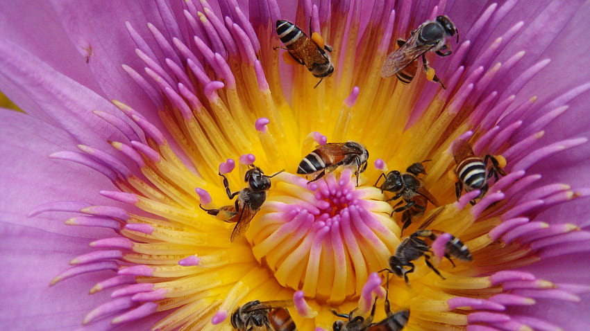 벌, 곤충, 벌, 꽃, 꽃 / 모바일 배경 HD 월페이퍼