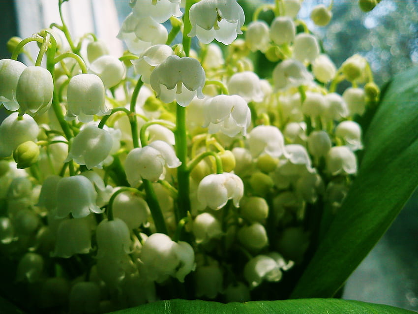 Flowers, Bluebells, Lily Of The Valley, Bouquet, Spring, Mood HD wallpaper