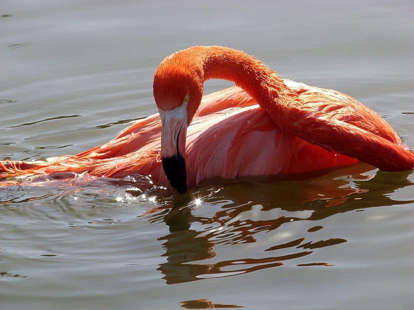 Animals, Water, Flamingo, Bird, Bathing HD wallpaper