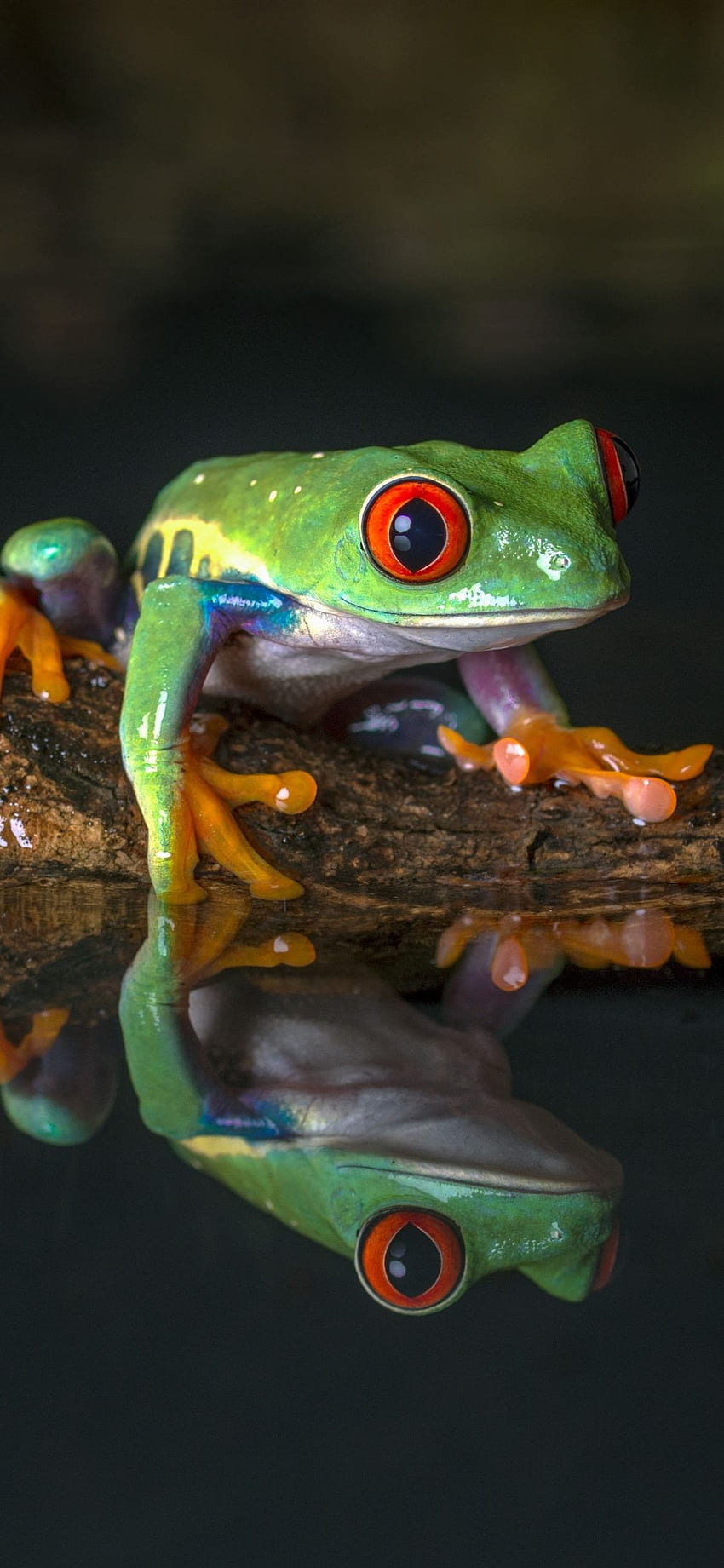 Green Frog, Water IPhone XS X HD phone wallpaper