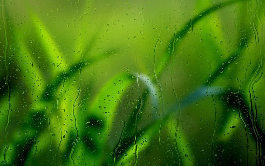 หญ้า ฝน หยด มาโคร แก้ว วอลล์เปเปอร์ HD