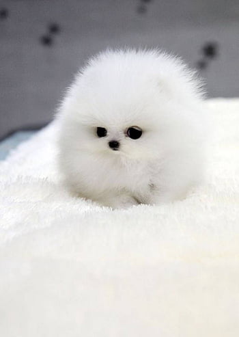 Fluffy puppies HD wallpapers | Pxfuel