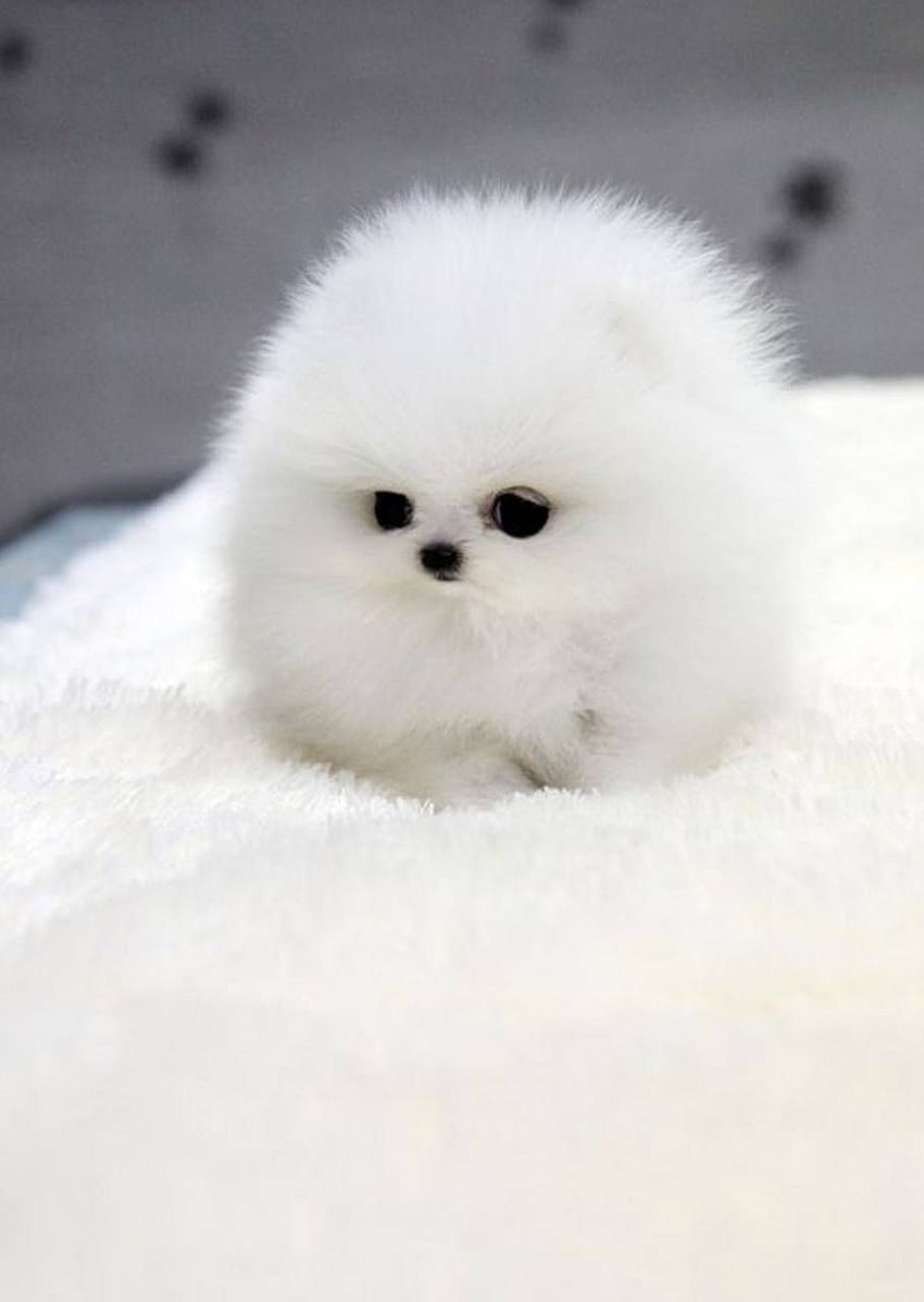 Tiny puppy, Fluffy Puppy HD phone wallpaper