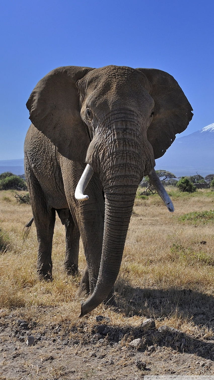 African Bush Elephant Ultra Background for U TV : & UltraWide & Laptop : Tablet : Smartphone HD phone wallpaper