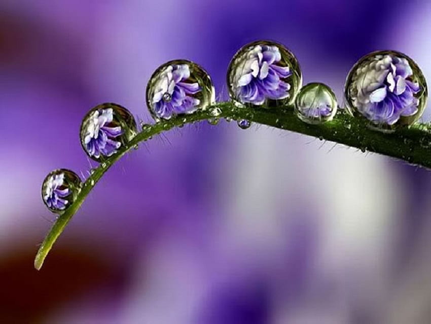 Flowers In The Dew, abstract, other, nature, dew, mind teasers HD wallpaper