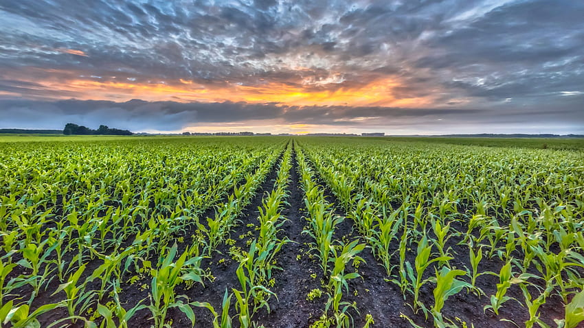 : Cornfield - Agriculture, Corn, Corn - - Jooinn HD wallpaper