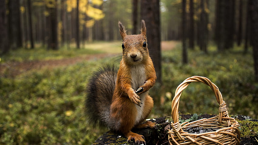 Red Squirrel 29793 HD wallpaper