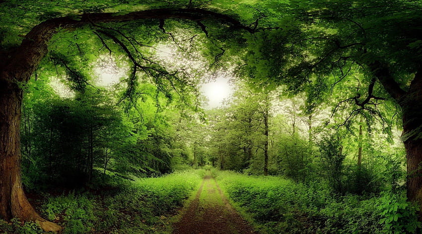 jalan melalui hutan ajaib, jalan, sikat, hutan, hijau Wallpaper HD