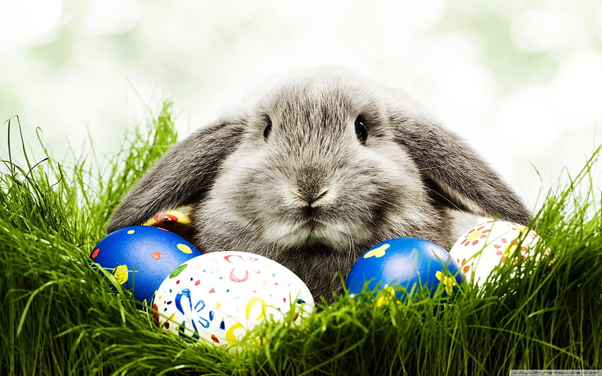 Tiere, Feiertage, Ostern, Kaninchen HD-Hintergrundbild