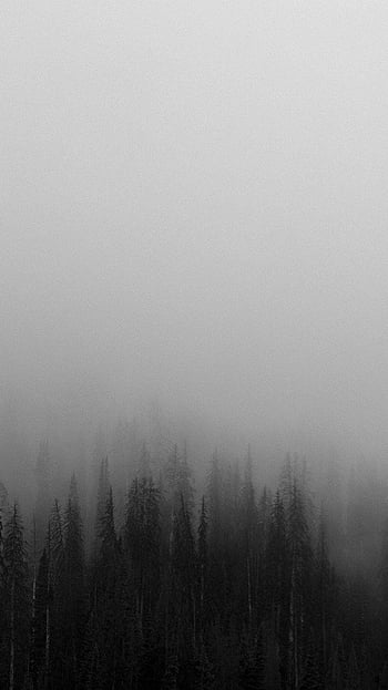 : bw, black, white, monochrome, landscape, landscapes, fog, bench, tree ...