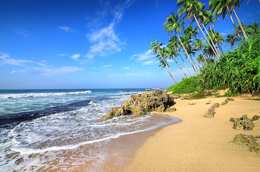 Beach, sea waves, tropical beach, palm tree HD wallpaper