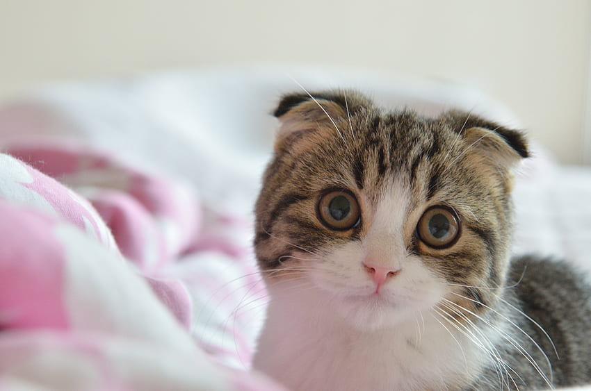 Scottish Fold cat in bed, Scottish Fold Kittens HD wallpaper