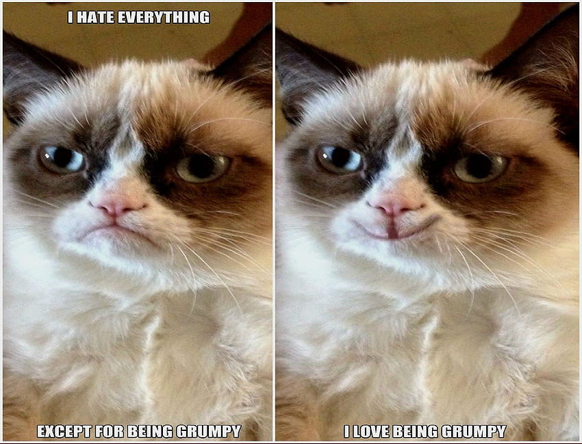 Il meme del gatto cita l'umorismo divertente scontroso (16) . . 355113. UP, divertenti meme di gatti Sfondo HD