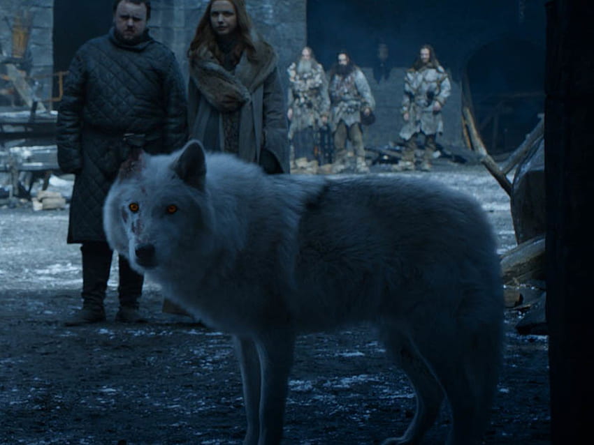 Феновете на Game of Thrones са възмутени от случилото се с Ghost, Game of Thrones Dire Wolf HD тапет