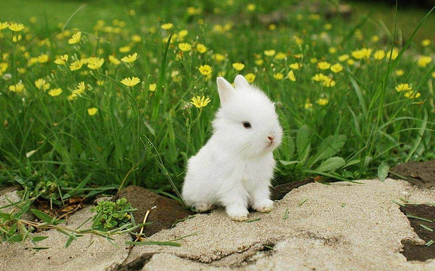 Бял заек, сладък заек HD тапет