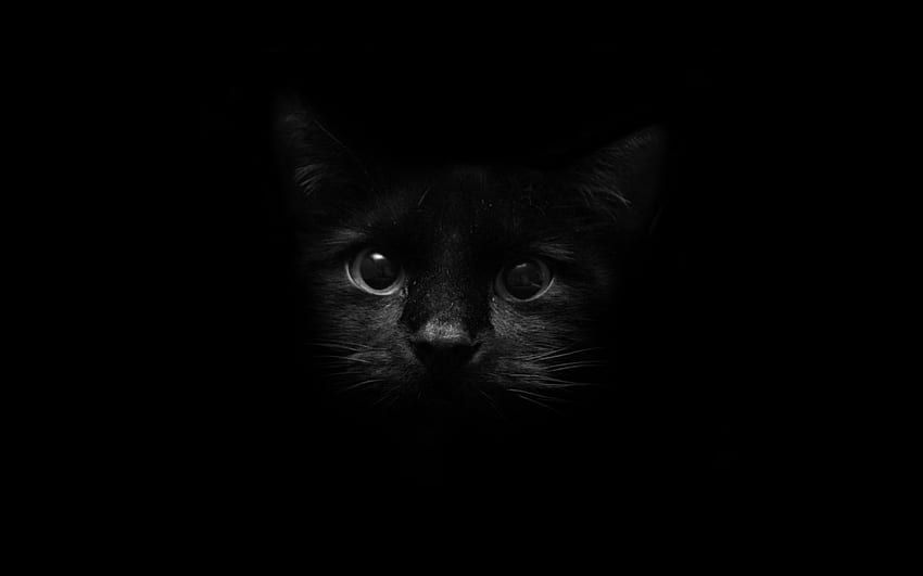 Черна котка, красива котка вещица HD тапет