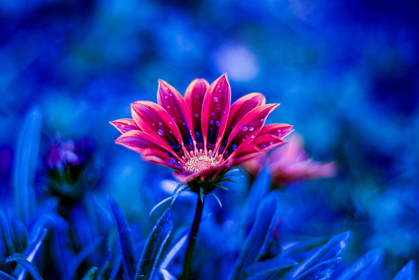 Blumen, Tropfen, Blume, Blütenblätter, Tau HD-Hintergrundbild