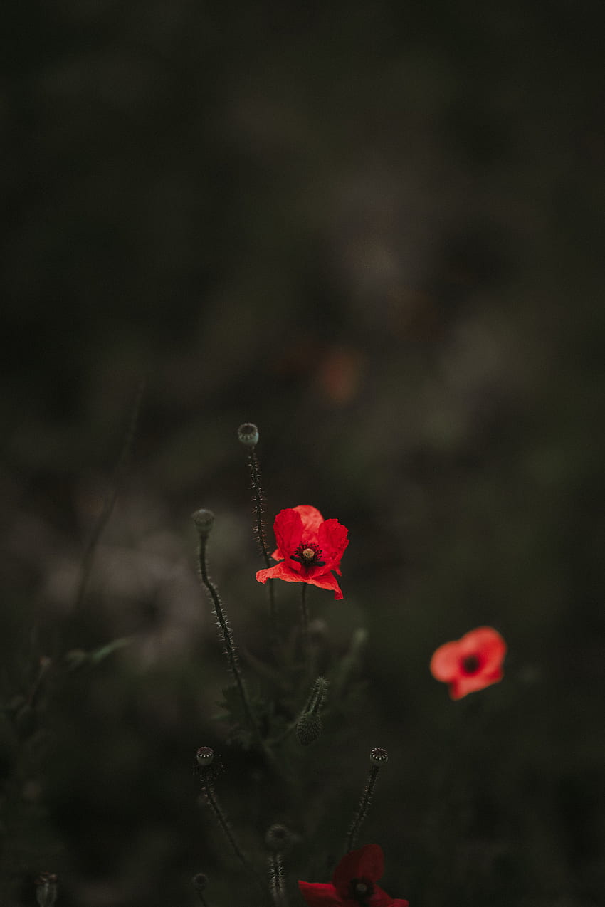 Fiori, sfocatura, liscio, fioritura, fioritura, aiuola, aiuola, papavero Sfondo del telefono HD