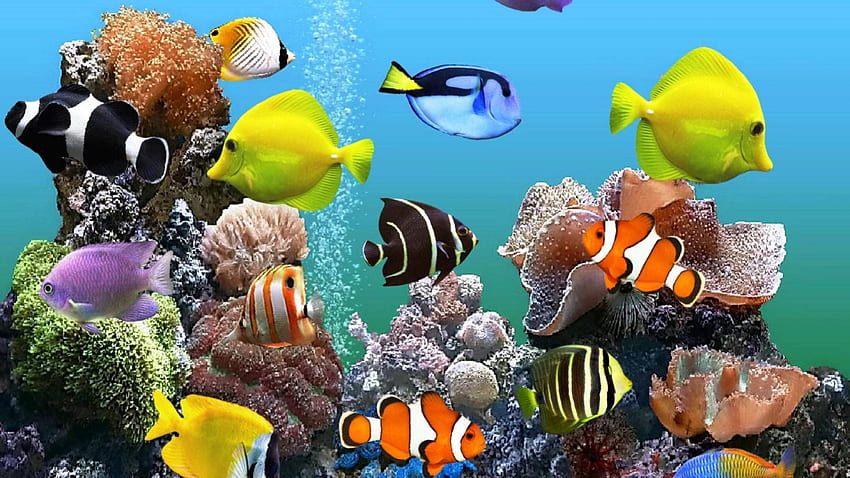 Marine Aquarium, Tropical Aquarium HD wallpaper