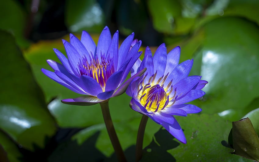 Seerosen, Blau, Natur, Blumen HD-Hintergrundbild