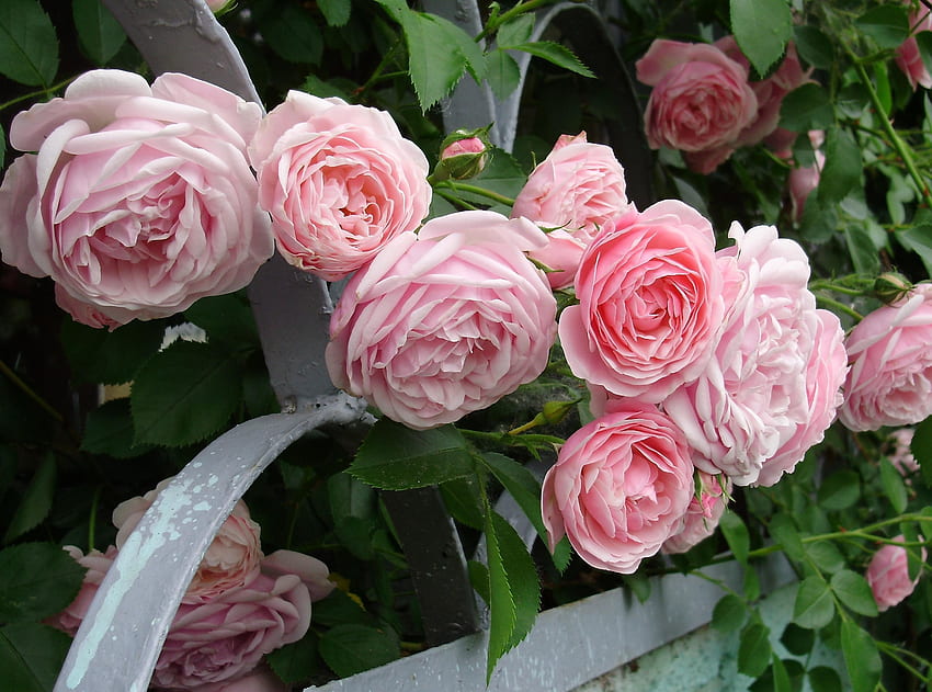 Flowers, Roses, Bush, Garden, Fencing, Enclosure HD wallpaper
