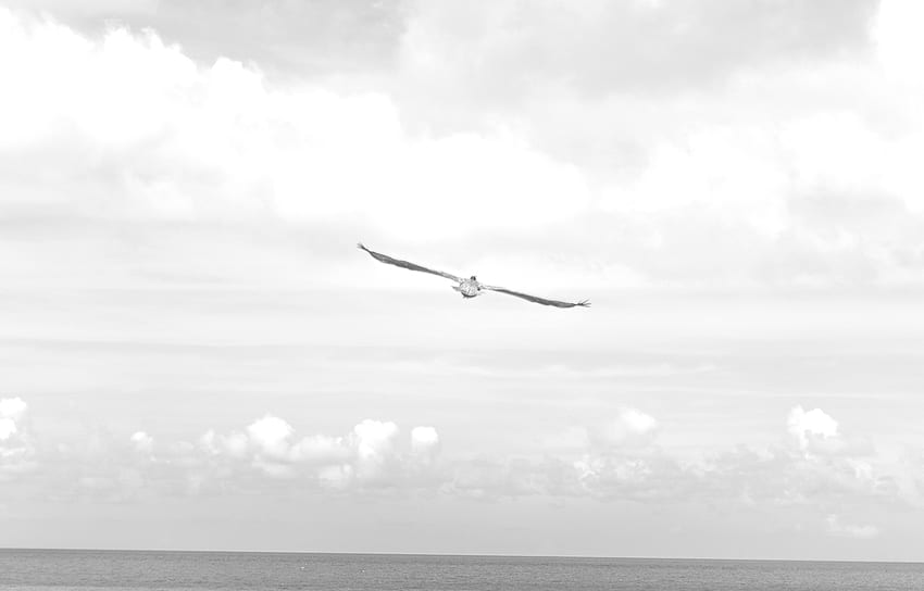 sea-black-and-white-flight-sky-grayscale-monochrome-hd-wallpaper-pxfuel