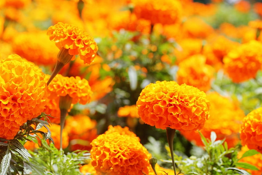 Marigold, nature, flowers, field, yellow HD wallpaper