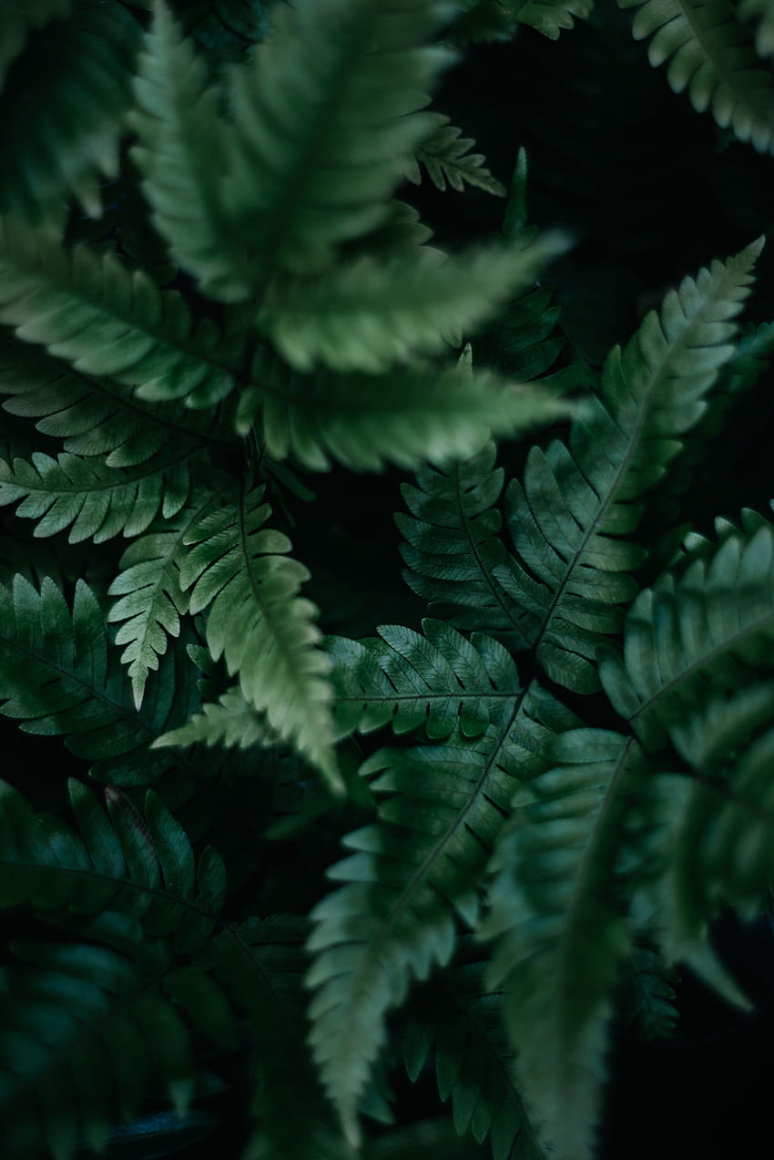 Green Leaf Aesthetic, Dark Leaves Aesthetic HD phone wallpaper