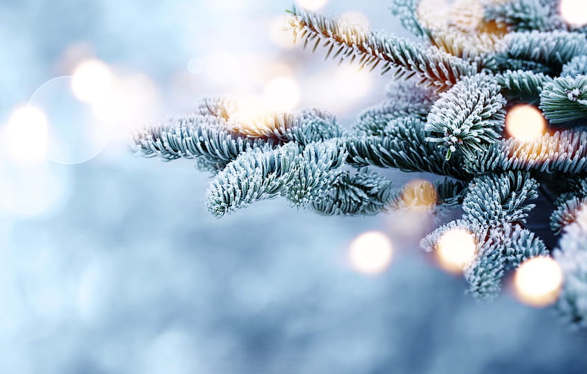 winter, snow, branches, tree, frost, winter, snow, bokeh, fir tree for , section природа HD wallpaper